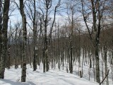 07. Šuma pod snijegom